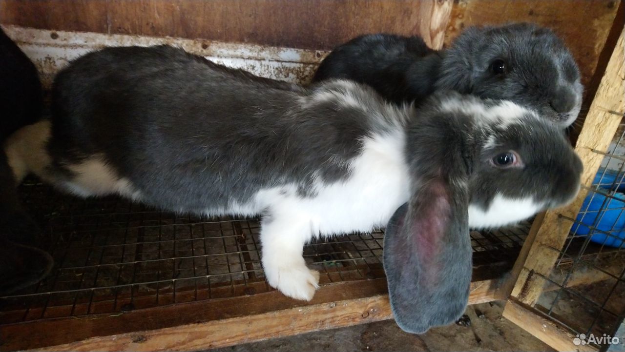 Продажа живых кроликов купить на Зозу.ру - фотография № 4