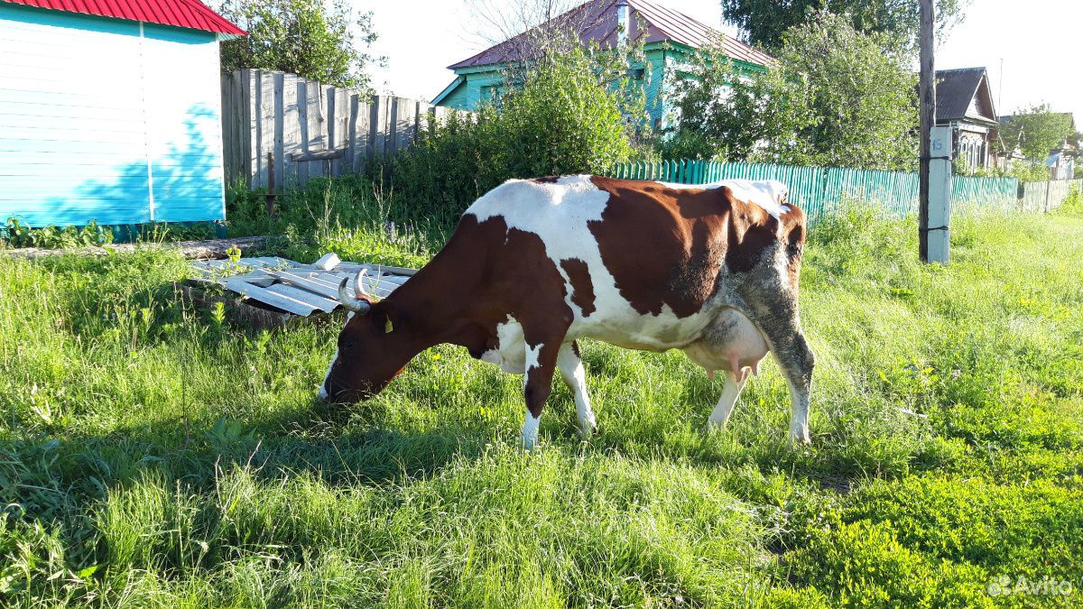 Корова купить на Зозу.ру - фотография № 5
