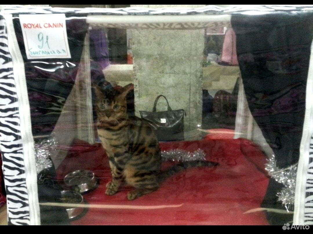 Палатка выставочная для кошек купить на Зозу.ру - фотография № 1