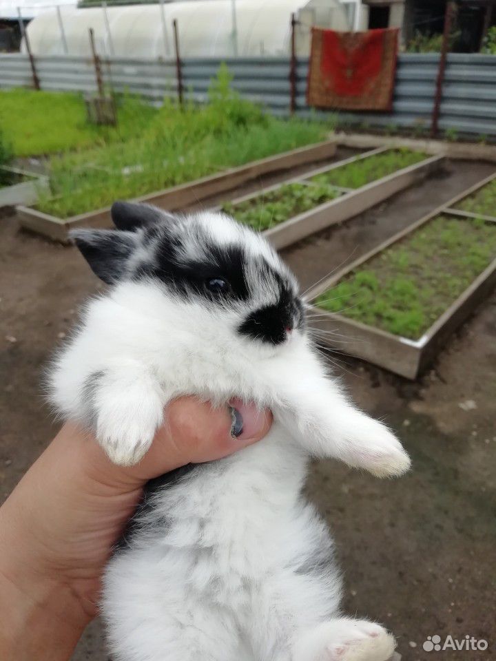 Кролики карлики купить на Зозу.ру - фотография № 3