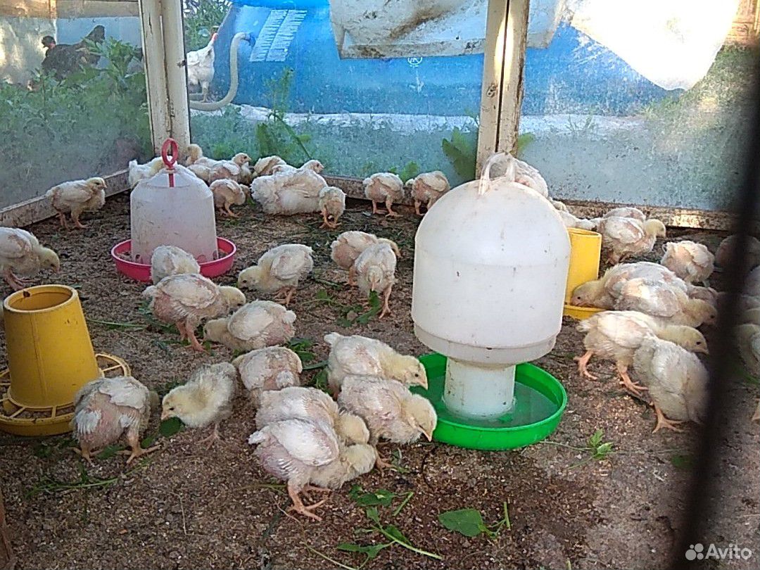 Цыплята броллерные купить на Зозу.ру - фотография № 1