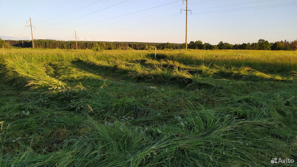 Трава на сено свежая купить на Зозу.ру - фотография № 1