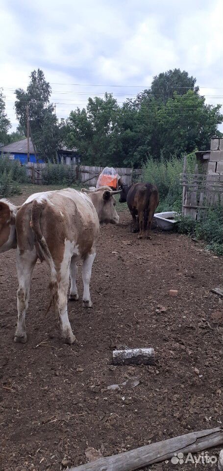 Корова и две стельные телки купить на Зозу.ру - фотография № 2
