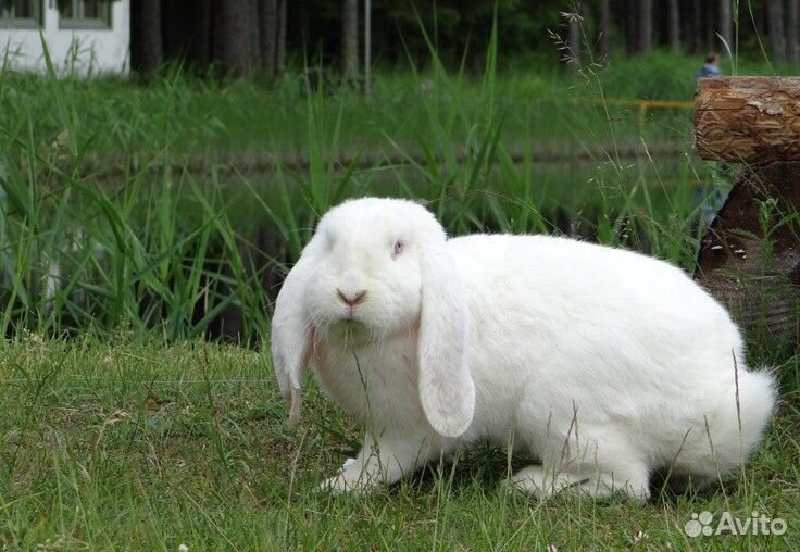 Кролик «белый баран» декоративный купить на Зозу.ру - фотография № 1