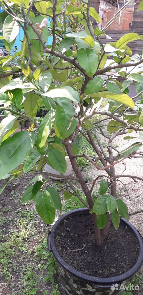 Продам дерево Лимон купить на Зозу.ру - фотография № 4