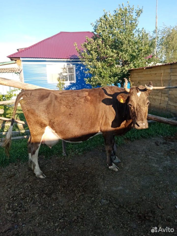 Продаётся корова 45 тысяч купить на Зозу.ру - фотография № 2