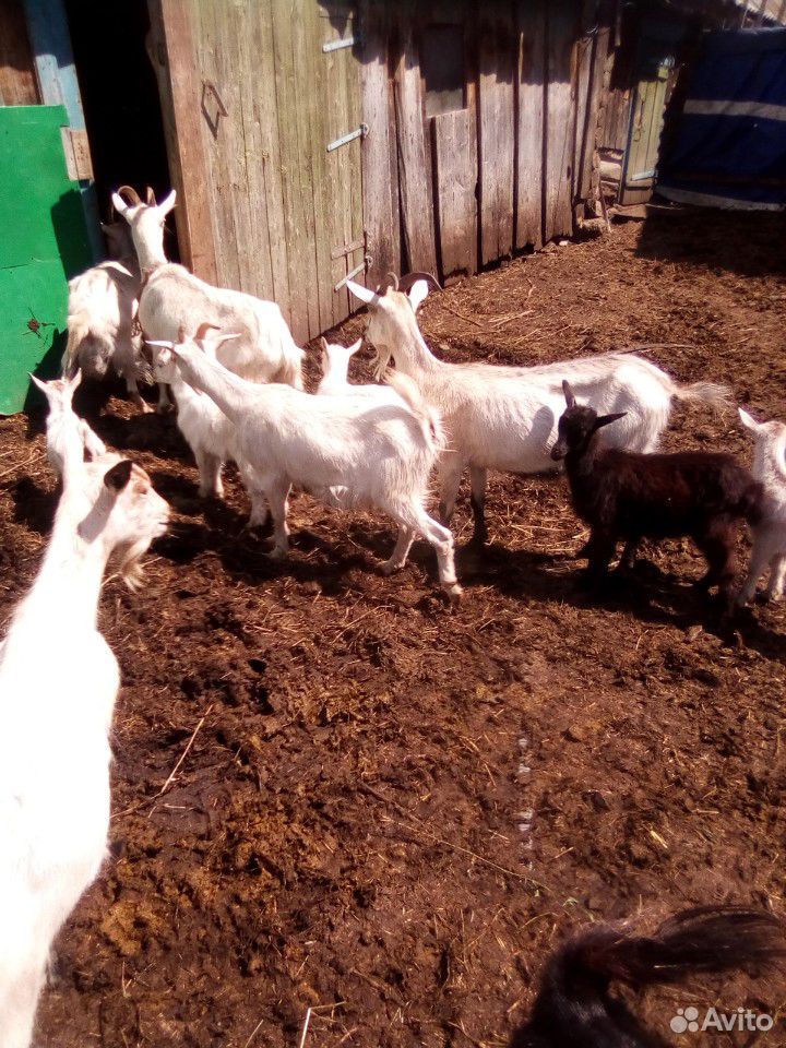 Козочки молодые,козлята,коза, козел купить на Зозу.ру - фотография № 3