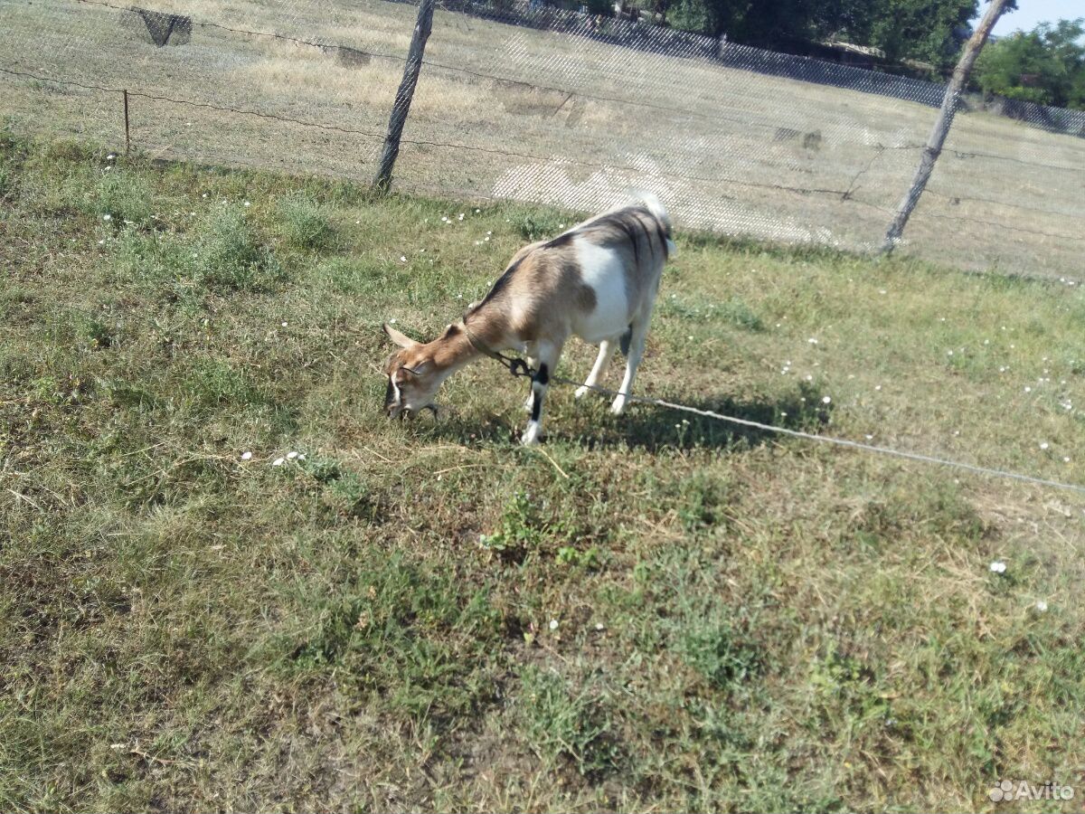 Козел и козы купить на Зозу.ру - фотография № 3