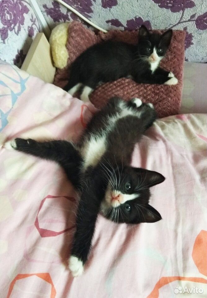 Два котенка купить на Зозу.ру - фотография № 4