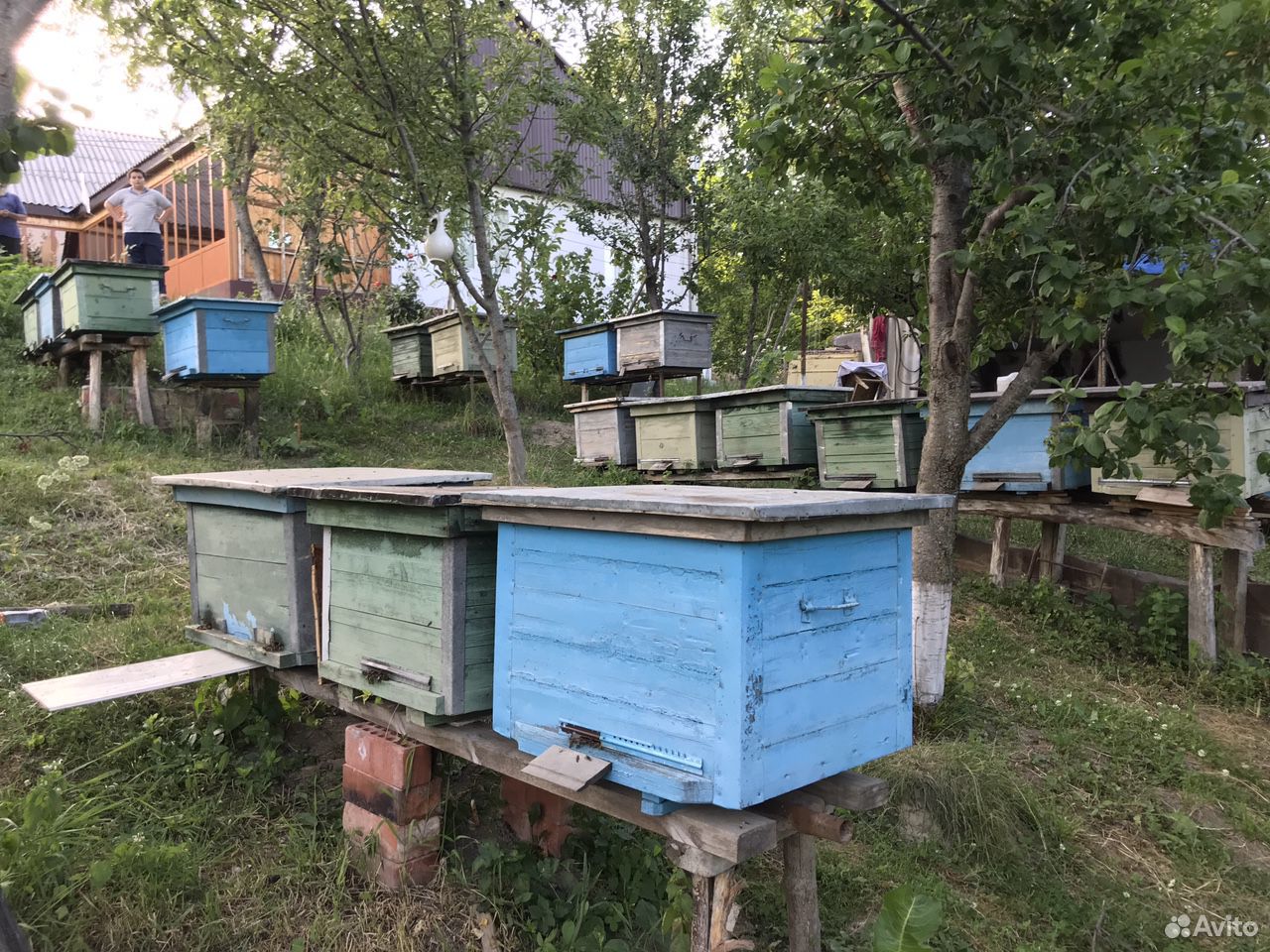 Пчелы купить на Зозу.ру - фотография № 6