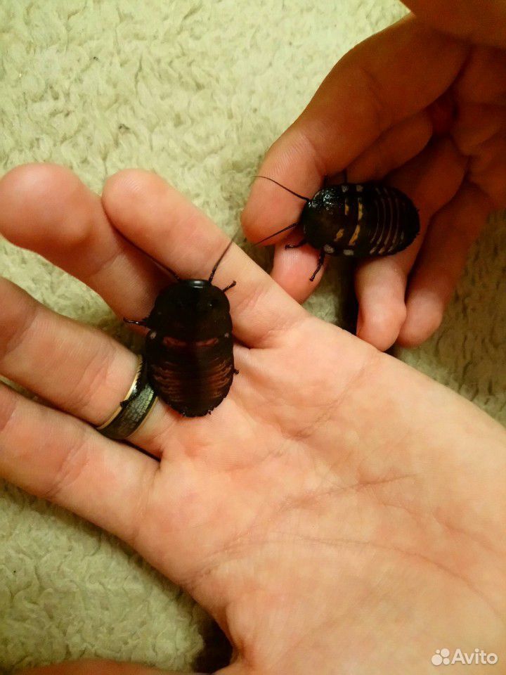 Мадагаскарские шипящие тараканы в добрые руки купить на Зозу.ру - фотография № 1