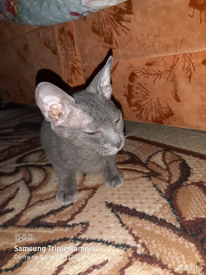 Кошка Сфинкс купить на Зозу.ру - фотография № 5