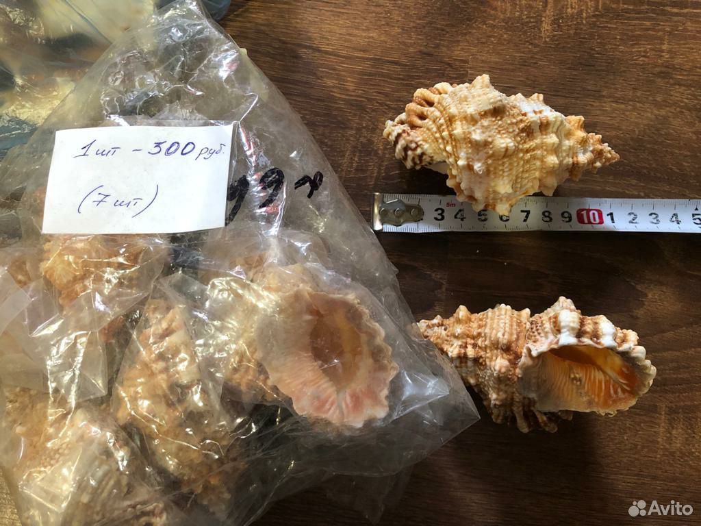 Раковины морские (ракушки, декор) купить на Зозу.ру - фотография № 5