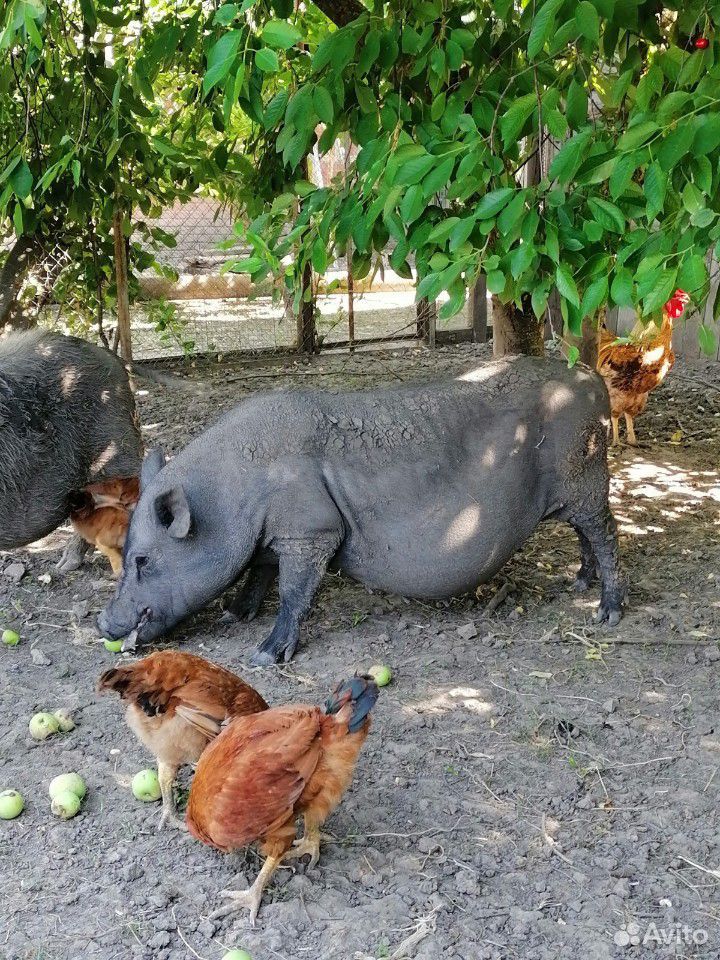 Продам вьетнамских свиней (поросных) купить на Зозу.ру - фотография № 7