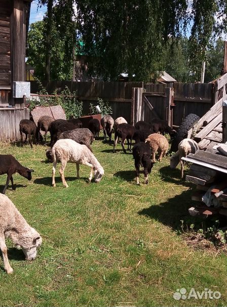 Овцы оптом купить на Зозу.ру - фотография № 2