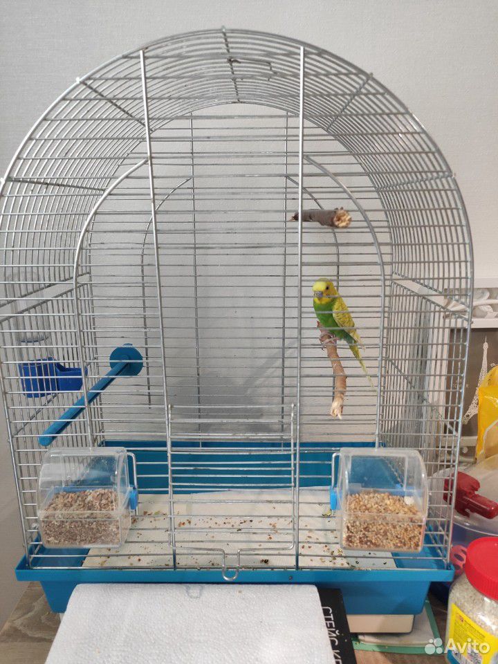 Волнистый ручной попугай со всеми вещами купить на Зозу.ру - фотография № 1