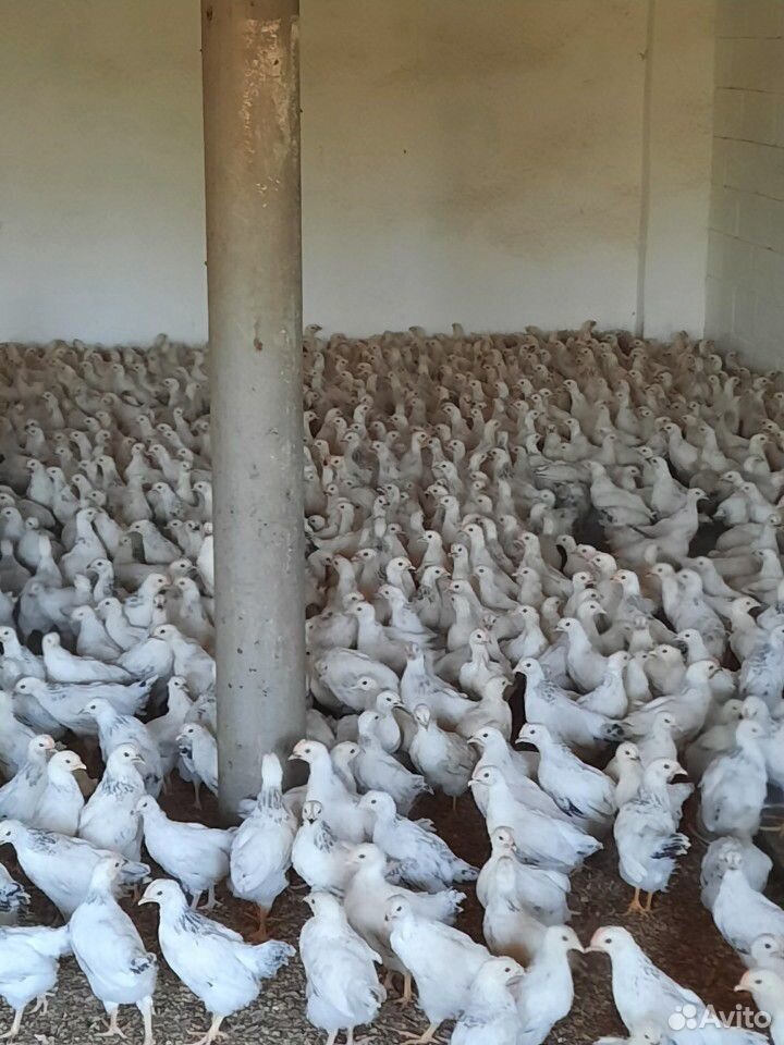 Цыплята подрощенные 2х месячные купить на Зозу.ру - фотография № 2