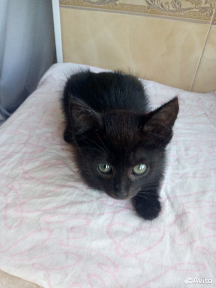 Котенок черный (девочка) купить на Зозу.ру - фотография № 8