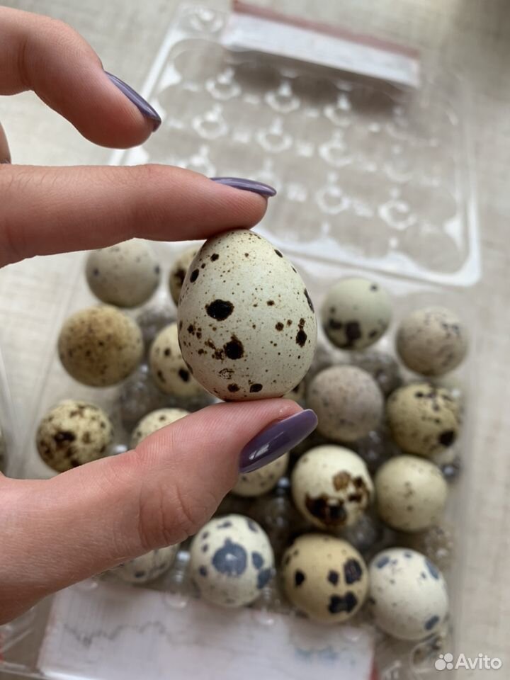 Перепелиные яйца купить на Зозу.ру - фотография № 5
