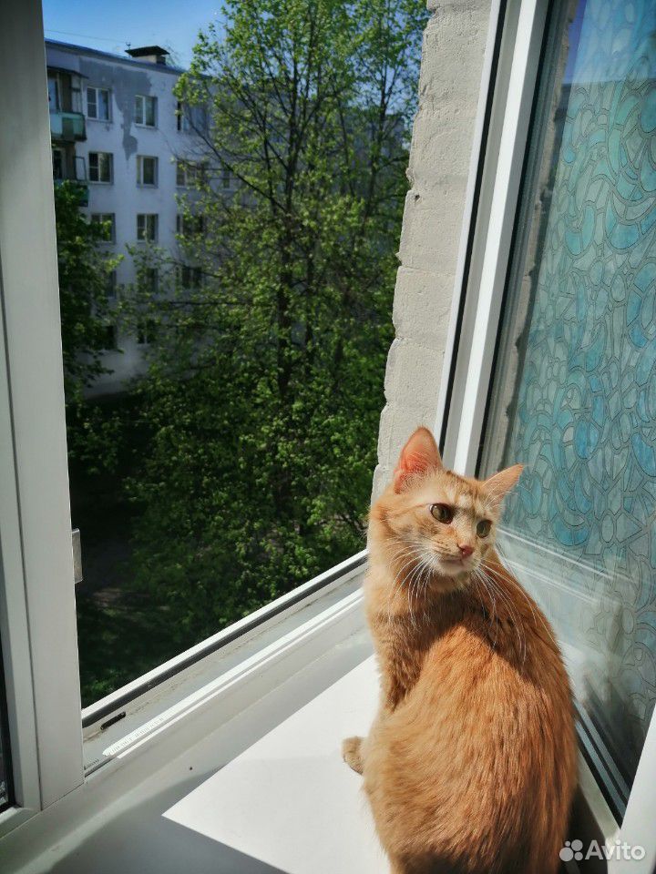 Кошка Луша купить на Зозу.ру - фотография № 4