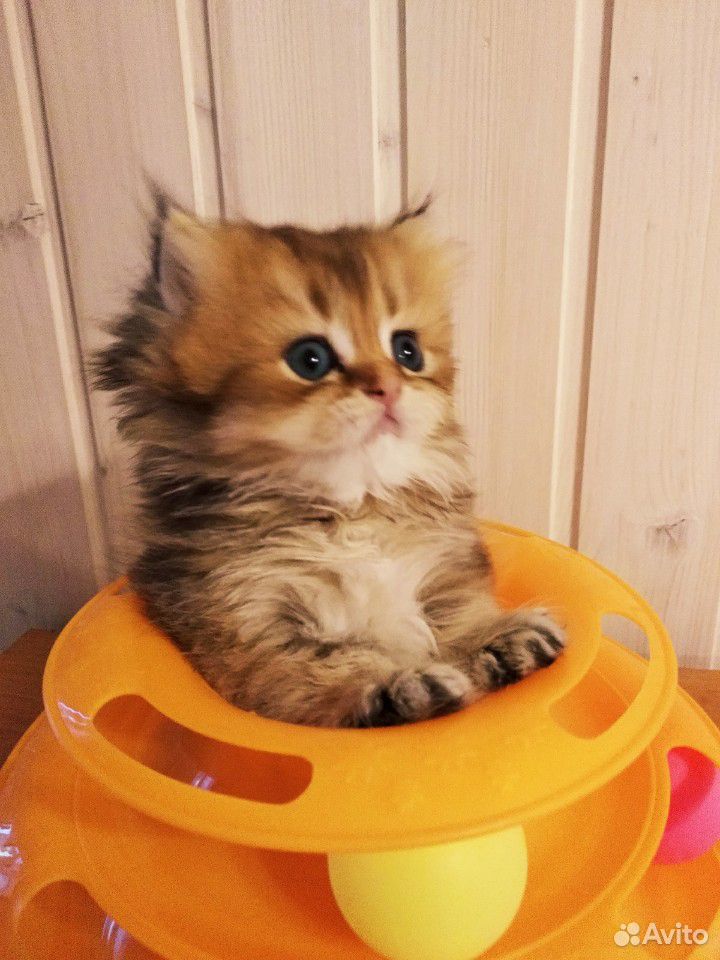 Британский золотой котик купить на Зозу.ру - фотография № 9
