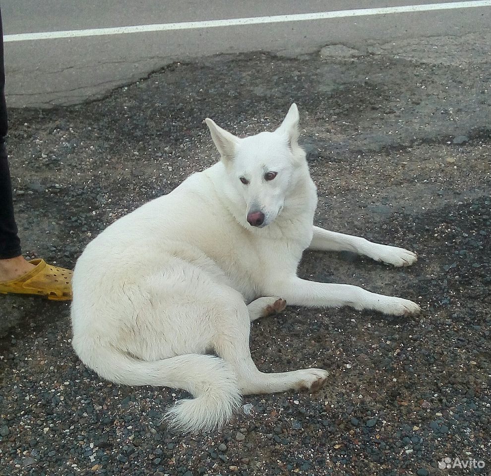 Найдена домашняя собака под Можайском купить на Зозу.ру - фотография № 1