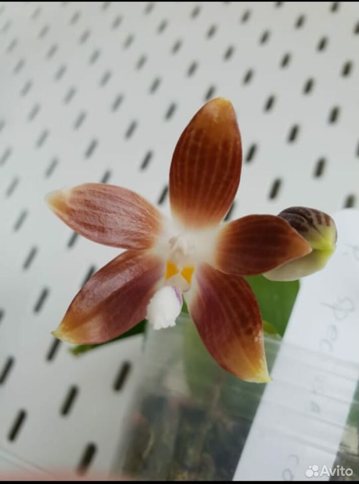 Орхидея фаленопсис specioza coffee купить на Зозу.ру - фотография № 1