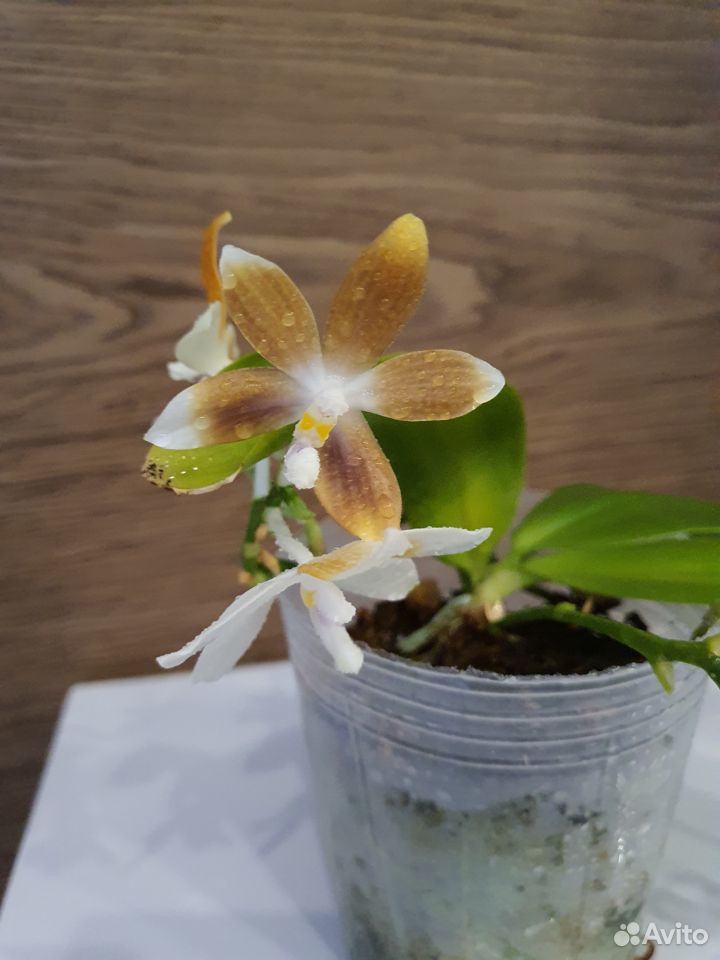 Орхидея фаленопсис specioza coffee купить на Зозу.ру - фотография № 5