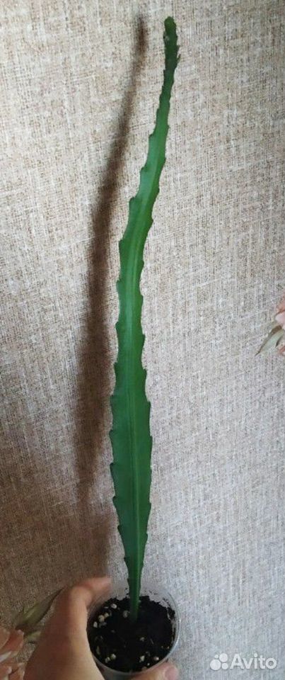 Кактус лесной (эпифиллум) фото моего растения купить на Зозу.ру - фотография № 3
