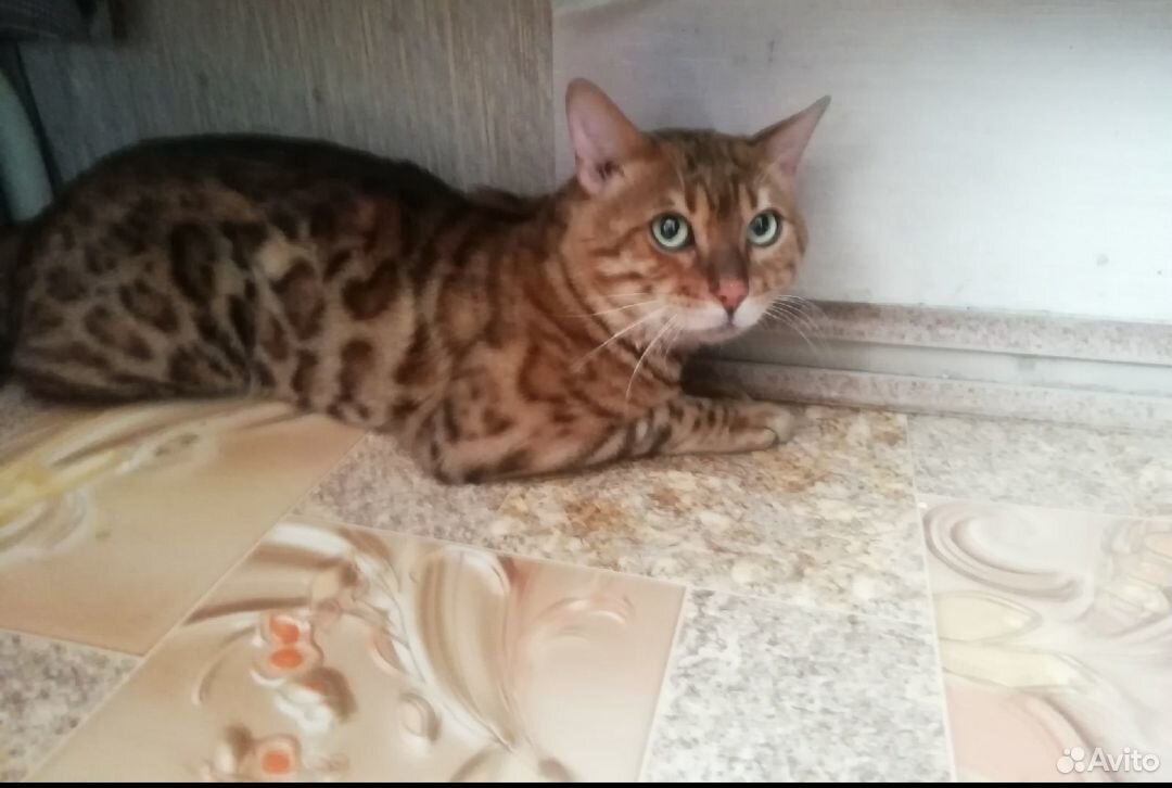 Продам бенгальского котика купить на Зозу.ру - фотография № 1