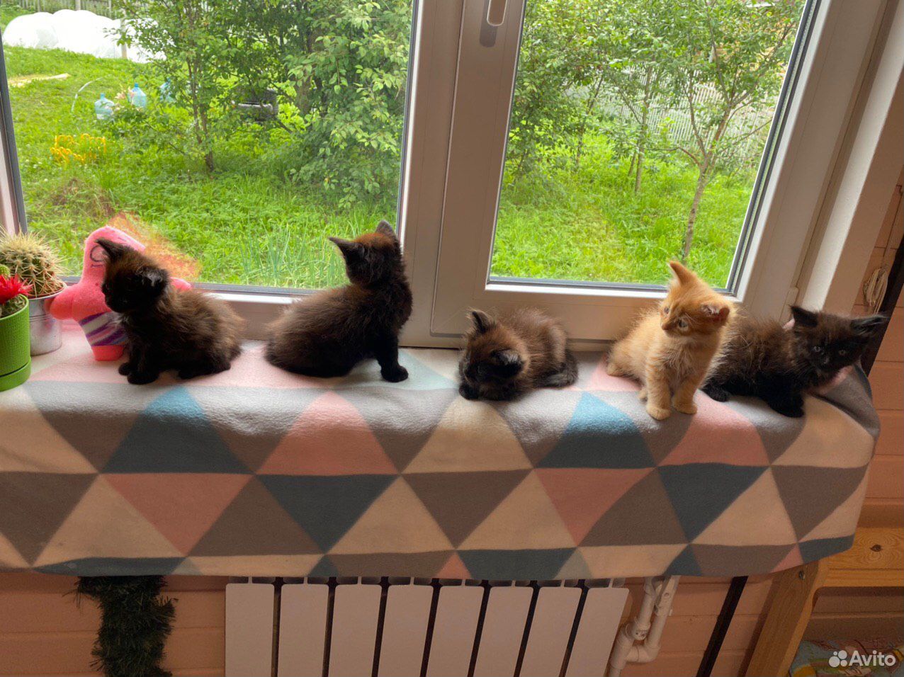 Котятки сочные купить на Зозу.ру - фотография № 8
