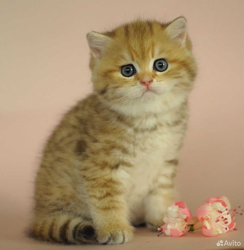 Британский котик золотистый пятнистый купить на Зозу.ру - фотография № 1