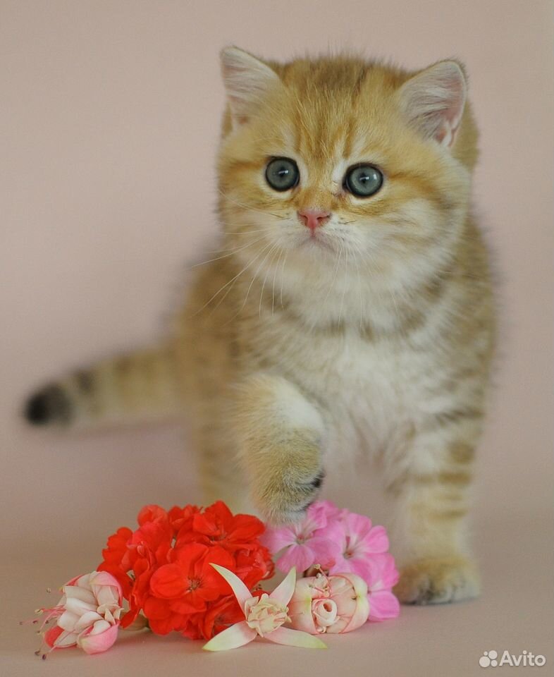 Британский котик золотистый пятнистый купить на Зозу.ру - фотография № 7