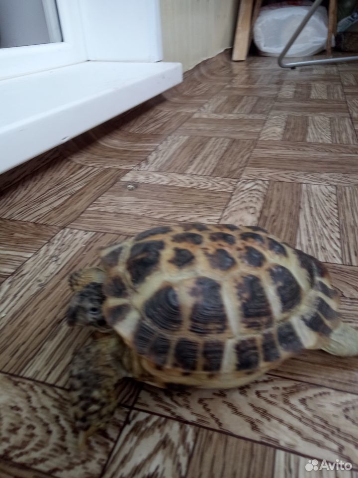 Подарю черепаху купить на Зозу.ру - фотография № 2