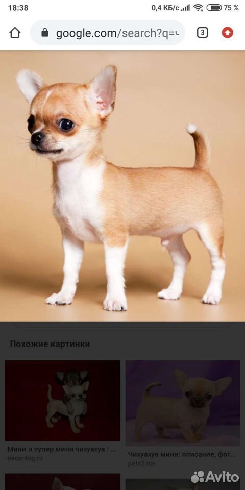 Подарите пожалуйста собаку купить на Зозу.ру - фотография № 2