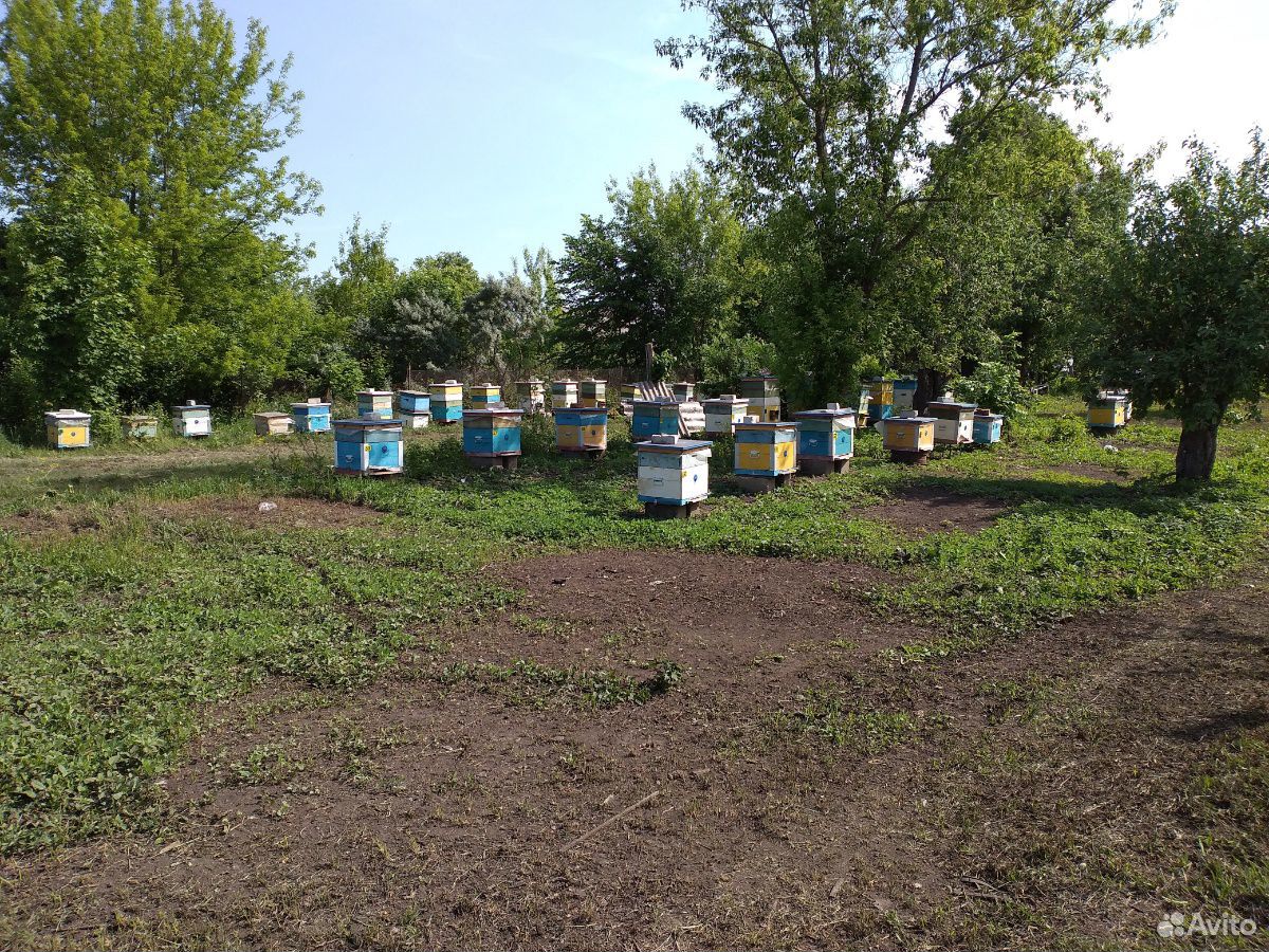 Мёд с личной пасеки. урожай 2020г купить на Зозу.ру - фотография № 8