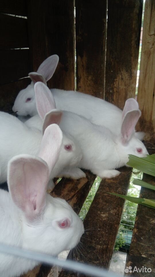Кролики породы белый паннон купить на Зозу.ру - фотография № 3