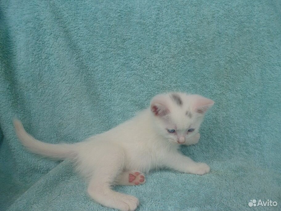 Голубоглазый и черно-белый котята купить на Зозу.ру - фотография № 4