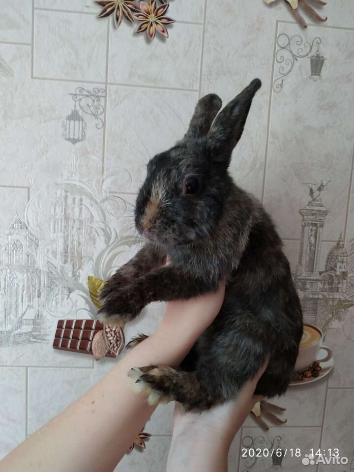 Крольчата, кролики купить на Зозу.ру - фотография № 7