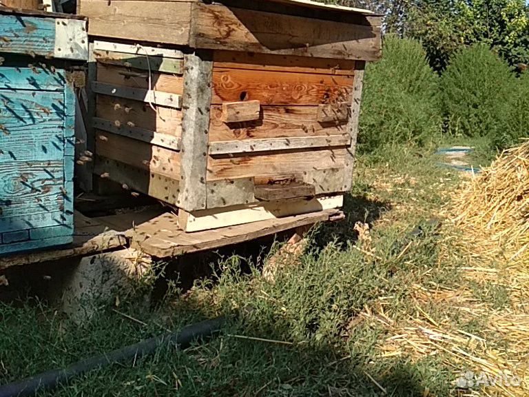 Продаются пчёлы вместе с мёдом купить на Зозу.ру - фотография № 5