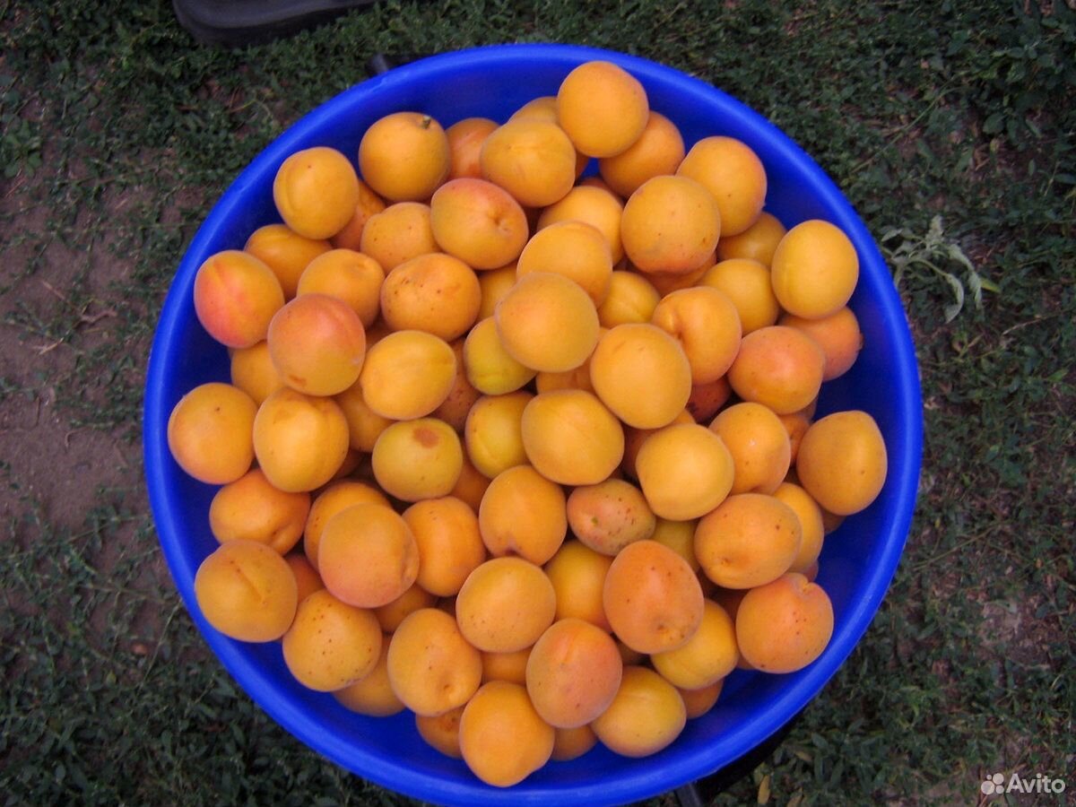 Ведро абрикосов