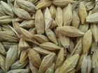 Пшеница 100тонн ячмень яровой 100тонн объявление продам