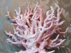 Коралл и кувшин в аквариум объявление продам