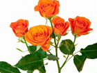 Цветы Роза Доставка объявление продам