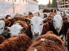 Чистопородные Телки Нетели Коровы породы Герефорд объявление продам
