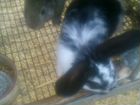 Крольчата и взрослые кролики объявление продам