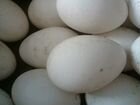Гусиное инкубационное яйцо объявление продам