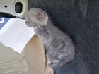 Шатландские веслоухие котята объявление продам
