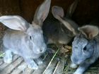 Кролики подростки от 2 мес объявление продам