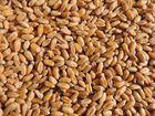 Зерно пшеницы объявление продам